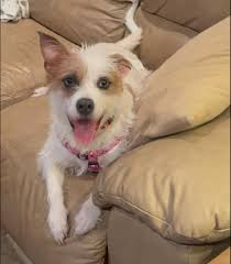 Hi,my male jack russell puppy is 5mths old. Anyone else having problems  potty training as I'm taking him out as I should does his pee but still  pees and poops inside 😕