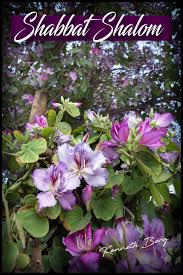 Download shabbat shalom images and photos. Shabbat Shalom Kenneth Berg Jerusalemchannel Tv