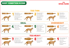 pet obesity facts pet circle