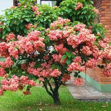 Mussaenda Rosa Planting Flowers Flowering Trees Landscaping Plants