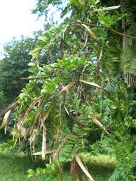 Image result for Baissea