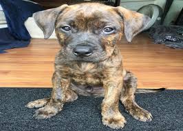 Puppies are relatively inexpensive compared to other breeds. 25 Pitbull Mixes Amazing And Adorable Dog You Wouldn T Believe Exist American Bully Daily
