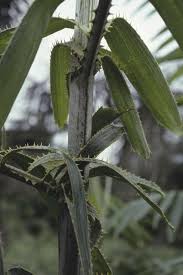 Image result for Eremospatha haullevilleana