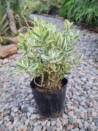 Image result for Hebe 'Andersonii'