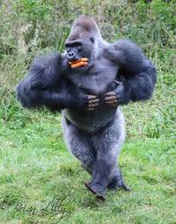 First year on earth, a little female baby gorilla named nyakabara practices pounding her chest over and over again. O Xrhsths Brian Lilly Sto Twitter Western Lowland Gorilla Kiondo Chest Beating With Four Carrots In His Mouth Paigntonzoo Gorilla