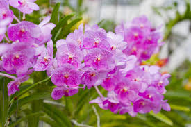 Fiori bianchi orto spontanee : Come Coltivare Le Orchidee Non Sprecare