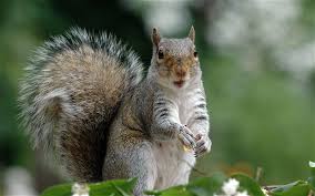 History Of Grey Squirrels In Uk Telegraph