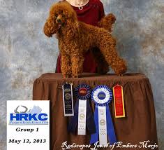 Generally, a toy or miniature poodle and not the bigger standard poodle. Nc Miniature Poodle Breeders Akc Registered Mini Poodle Puppies At Marjo Poodles