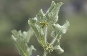 Image result for Acanthospermum hispidum