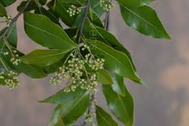 Image result for Cryptocarya liebertiana