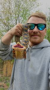 Finding a gorgeous hognose in Pennsylvania