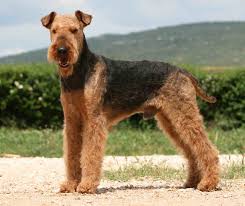 .for sale in liverpool airedale puppies for sale for sale purchasable: Airedale Terrier Dog Breed Information Images Videos Faqs