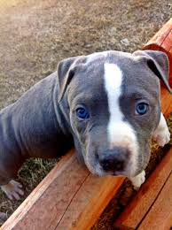 Is Your Pup A Strong Chewer Don T Waste Your Money On Weak Chew Toys Get Your Monthly Bullymake Box For The Be Pitbull Puppies Pitbull Lover Pitbull Terrier
