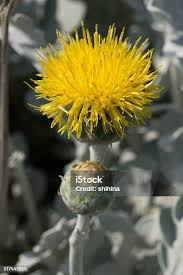 Image result for Centaurea ragusina