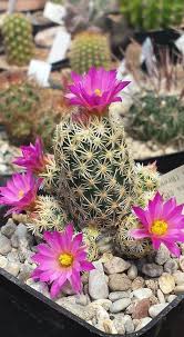 In the simplest definition, succulents are plants that store water in them for dehydration. What S The Difference Between Succulents And Cacti Llustraited Guide Succulents Network Cactus Plant Pots Cactus Plants Blooming Succulents