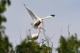 Image result for Ibis White 2017 Q1