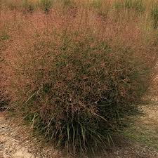 Image result for Panicum dregeanum