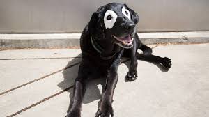 When you begin to notice your dog losing hair, it is important to pay close attention to whether the hot spots are also called moist dermatitis and can be categorized as wet open sores on your dog's skin. When Black Dogs Turn White All About Dog Vitiligo The Dog People By Rover Com