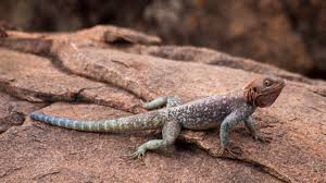 Check spelling or type a new query. Mpala Live Field Guide Red Headed Rock Agama Mpalalive