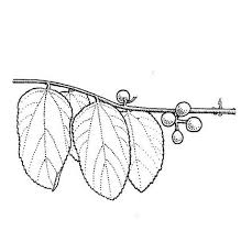 Image result for Grewia decemovulata