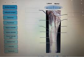 There are five muscles in this group; Solved Name The Superficial Anterior Thigh Muscles Of A C Chegg Com