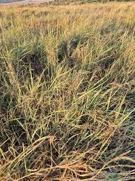 Image result for Ischaemum afrum