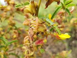 Image result for Kotschya