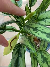 Maybe you would like to learn more about one of these? Aglaonema Chinese Evergreen The Ultimate Care Guide
