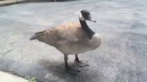 To be human is to be part of nature. Angry Canadian Goose Meme 10lilian