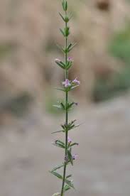 Image result for Micromeria