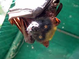 Sep 19, 2019 · bram stoker called, he'd like his dracula bat back. Giant Golden Crowned Flying Fox Bat Facts Habitat Diet Life Cycle Baby Pictures