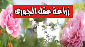 نبات البوتس ومعلومات مهمة جداعن الرعاية والاكثار قناة تكنومكس م شريف فاروق Youtube