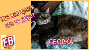 fb kot evrik bez prismotra podborka youtube animals cats