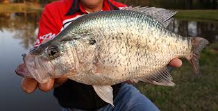 Crappie Length To Weight Conversion Chart