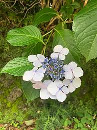 Image result for Hydrangea macrophylla bela obrázek