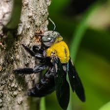 Like honey bees, the sting contains melittin which causes a severe burning sensation. Carpenter Bee Identification Habitat Carpenter Bees In Portland Or