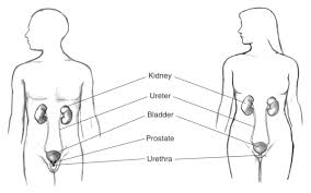 The female urethra is located immediately behind (posterior to) the pubic symphysis and is after passing through the urogenital diaphragm (as shown in the diagram), the female urethra ends at the. Male And Female Urinary Tracts Within The Outline Of Male And Female Bodies Media Asset Niddk