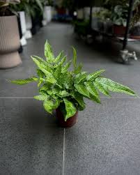 Image result for Coniogramme