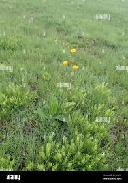 Image result for Berkheya setifera