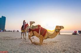 صور الجمل معلومات عن الجمل وماذا ياكل United Arab Emirates Travel Guide Emirates
