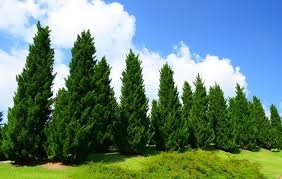 Maybe you would like to learn more about one of these? National Tree Of Pakistan Whatsanswer