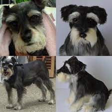 Pin On Schnauzers
