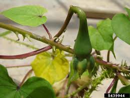 Image result for Ipomoea turbinata