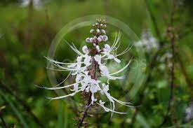 Shine misai kucing contained herba orthosiphon stamineus that is traditionally used to improve urination. Bunga Misai Kucing By Philip Francis Mostphotos