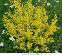 Image result for Galium verum