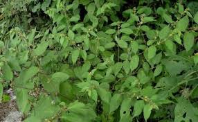 Image result for Triumfetta pilosa