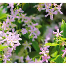 Confederate jasmine can take your breath away. Trachelospermum Star Of Sicily Pink Star Jasmine Palma Verde Exoten V O F
