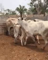 The video output from the latter is in h264. Cow Tried To Break World Record Of High Jump But Ended Up Breaking Something Else Gifs