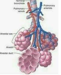 Proses yang satu ini merupakan pertukaran gas yang berada di dalam darah dan alveoli. Tempat Terjadinya Pertukaran Oksigen Dan Karbon Dioksida Adalah Memakai Gmbr Brainly Co Id
