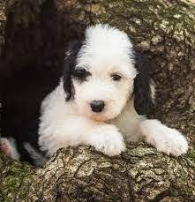 Their loving nature is one characteristic that stands out among mini sheepadoodles compared to other breeds. Sheepadoodle Puppies Nc Sheepadoodle Puppy Sheepadoodle Puppies